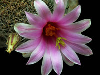 Mammillaria insularis